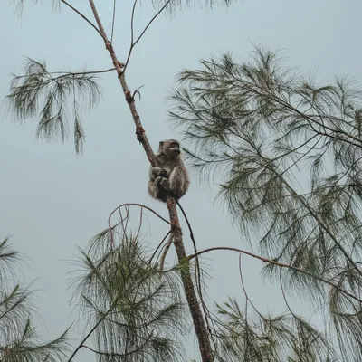 Indonesia - Lombok